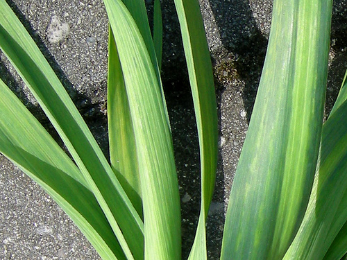 Garlic Leaf Benefits